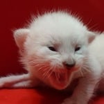 Savannah Snow female F-6SBT