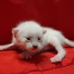 Savannah Snow female F-6SBTz