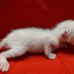 Savannah Snow female F-6SBT kitten