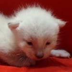 Savannah Snow female F-6SBT