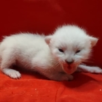 Savannah Snow female F-6SBT kitten