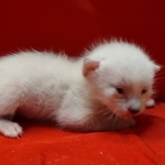 Savannah Snow female F-6SBT kitten