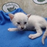 Savannah Snow female F-6SBT kitten