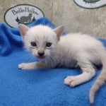 Savannah Snow female F-6SBT kitten