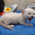 Savannah Snow female F-6SBT kitten
