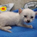 Savannah Snow female F-6SBT kitten