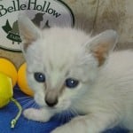 Savannah Snow female F-6SBT kitten