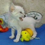 Savannah Snow female F-6SBT kitten