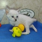 Savannah Snow female F-6SBT kitten