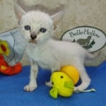 Savannah Snow female F-6SBT kitten