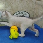 Savannah Snow female F-6SBT kitten