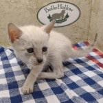 Savannah Snow female F-6SBT kitten