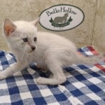 Savannah Snow female F-6SBT kitten