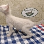 Savannah Snow female F-6SBT kitten