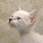 Savannah Snow female F-6SBT kitten