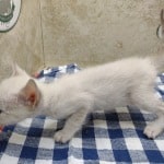 Savannah Snow female F-6SBT kitten