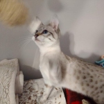 Sweet Pea Savannah Snow female F-6SBT