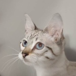 Sweet Pea Savannah Snow female F-6SBT