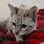 Sweet Pea Savannah Snow female F-6SBT