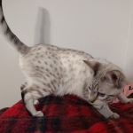 Sweet Pea Savannah Snow female F-6SBT