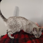 Sweet Pea Savannah Snow female F-6SBT