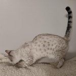 Sweet Pea Savannah Snow female F-6SBT