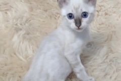 Savannah F-6SBT Snow Female #1 DOB 10-15-22