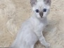 Savannah F-6SBT Snow Female #1 DOB 10-15-22