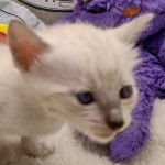 Savannah F-6SBT snow female DOB 10-15-22