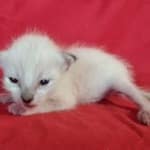 Savannah F-6SBT snow female DOB 10-15-22