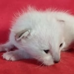 Savannah F-6SBT snow female DOB 10-15-22