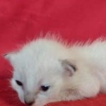 Savannah F-6SBT snow female DOB 10-15-22