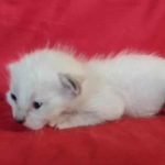 Savannah F-6SBT snow female DOB 10-15-22