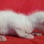 Savannah F-6SBT snow female DOB 10-15-22