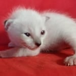 Savannah F-6SBT snow female DOB 10-15-22