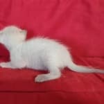 Savannah F-6SBT snow female DOB 10-15-22