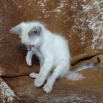 Savannah F-6SBT snow female DOB 10-15-22