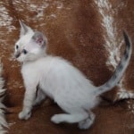 Savannah F-6SBT snow female DOB 10-15-22