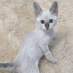 Savannah F-6SBT snow female DOB 10-15-22