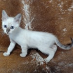 Savannah F-6SBT snow female DOB 10-15-22