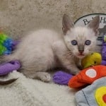 Savannah F-6SBT snow female DOB 10-15-22