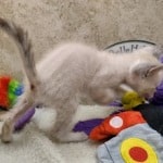 Savannah F-6SBT snow female DOB 10-15-22