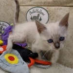 Savannah F-6SBT snow female DOB 10-15-22