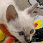 Savannah F-6SBT snow female DOB 10-15-22