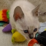 Savannah F-6SBT snow female DOB 10-15-22