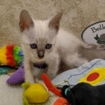 Savannah F-6SBT snow female DOB 10-15-22