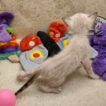 Savannah F-6SBT snow female DOB 10-15-22