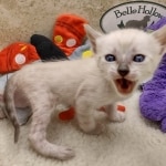 Savannah F-6SBT snow female DOB 10-15-22