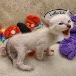 Savannah F-6SBT snow female DOB 10-15-22