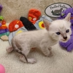 Savannah F-6SBT snow female DOB 10-15-22